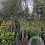 Quercus ilex 350-400 cm cont. 180L paraplu