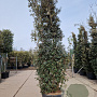 Quercus ilex 350-400 cm cont. 230L meerstammig