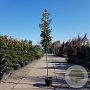 Quercus ilex 160 cm stam container 6-8