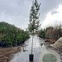 Quercus ilex 180 cm stam container 8-10