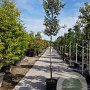 Quercus ilex 180 cm stam container 10-12 hoge lei