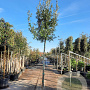 Quercus ilex 180 cm stam container 12-14 leiboom