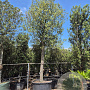 Quercus ilex 200 cm stam container