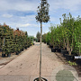 Quercus ilex 200 cm stam container 6-8