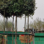 Quercus ilex 200 cm stam container 18-20