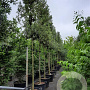 Quercus ilex 200 cm stam container 18-20 leiboom