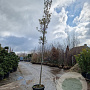 Quercus ilex 8-10 HO 35L