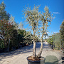 Quercus suber 300-350 cm cont. 500L solitair