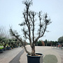 Quercus suber 350-400 cm container meerstammig extra