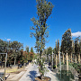 Quercus suber 400-450 cm cont. 200L meerstammig