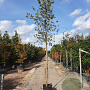Quercus suber 180 cm stam container 10-12 hoge lei