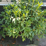 Rhododendron 'Cunningham's White' 100-120 cm container