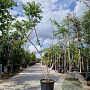 Rhus typhina 'Dissecta' 200-250 cm 35L