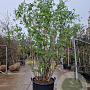 Sambucus nigra 250-300 cm cont. 160L meerstammig