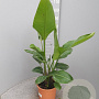 Strelitzia nicolai GM C6L