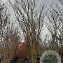 Styphnolobium japonicum 350-400 cm container meerstammig