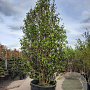 Sycoparrotia semidecidua 450-500 cm container
