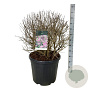 Syringa meyeri 'Palibin' 60-80 cm cont. 55L bol extra