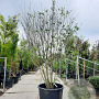 Tetradium daniellii 300-350 cm container meerstammig struik