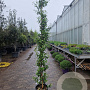 Trachelospermum jasminoides 250-300 cm 18L
