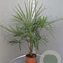 Trachycarpus fortunei 50-60 cm 6L