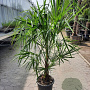 Trachycarpus fortunei 40 cm stam container