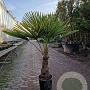 Trachycarpus fortunei 50 cm stam container