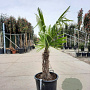 Trachycarpus fortunei 60 cm stam container