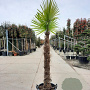 Trachycarpus fortunei 130 cm stam container