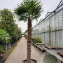 Trachycarpus fortunei 210 cm stam container