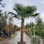 Trachycarpus fortunei 220 cm stam container