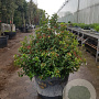 Viburnum tinus 80-100 cm container solitair