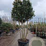 Viburnum tin. 'Eve Price' 175-200 cm container piramide
