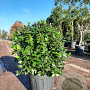 Viburnum tin. Spirit 40-50 cm 25L bol
