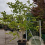Zelkova serrata 250-300 cm container struik