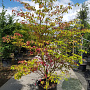 Cornus controversa 200-250 cm container meerstammig extra