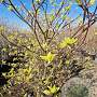 Cornus controversa 'Variegata' 125-150 cm 50L