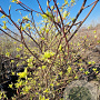 Cornus controversa 'Variegata' 250-300 cm container Multistam