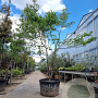 Cornus florida rubra 350-400 cm container