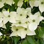 Cornus kousa 200-250 cm container meerstammig