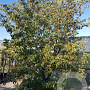 Cornus kousa chinensis 400-450 cm container meerstammig