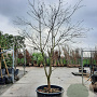 Cornus nuttallii 250-300 cm container Multistam