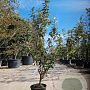 Elaeagnus ebbingei 100-125 cm 3,0L