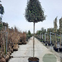 Elaeagnus ebb. 'Compacta' 200 cm stam container 8-10