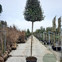 Elaeagnus ebb. 'Compacta' 200 cm stam container 10-12 lei 150x120
