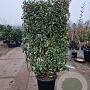 Elaeagnus ebb. 'Compacta' GM container