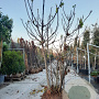 Ficus carica 250-300 cm container meerstammig solitair