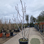 Ficus carica 200-250 cm container solitair 2-3 tak