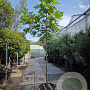 Ficus carica 180 cm stam container 8-10