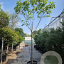 Ficus carica 180 cm stam container 14-16